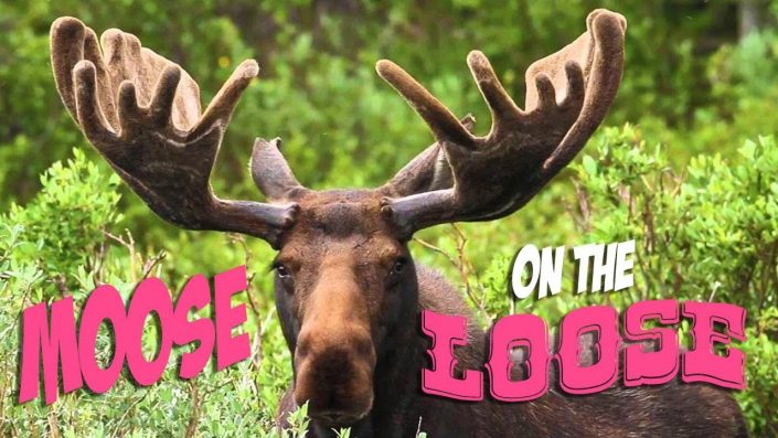 There’s a Moose on the Loose!